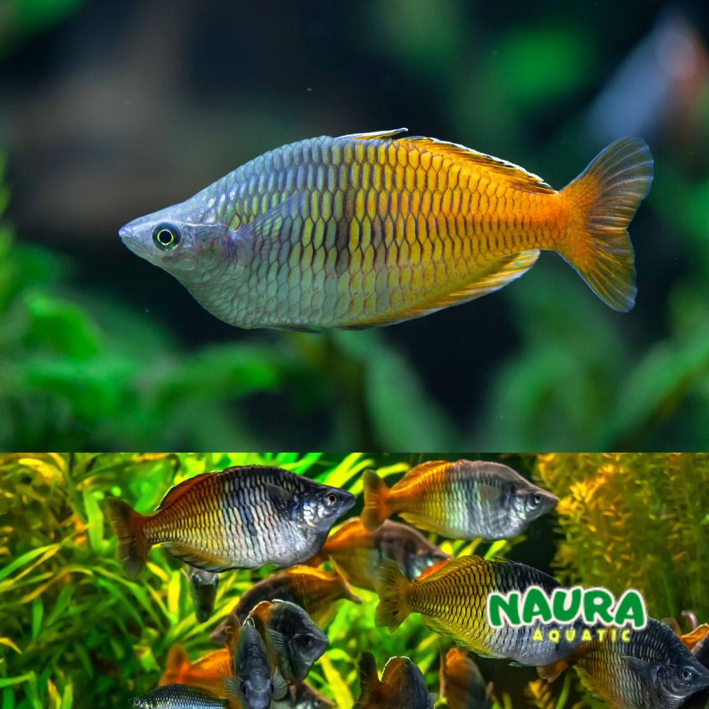 

Extra Packing Rainbow Bosemani Murah Ukuran 3-4 cm