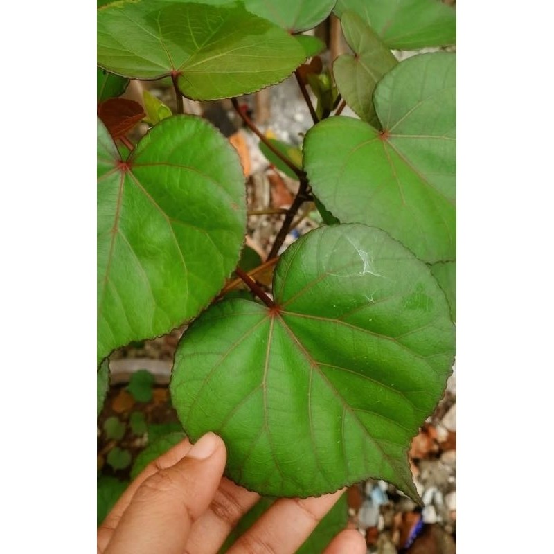 

daun waru segar 500grm