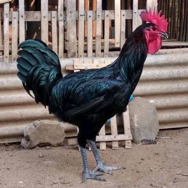 

Telur Ayam Pelung Bulu Hitam Bangbara Untuk Ditetaskan Fertil