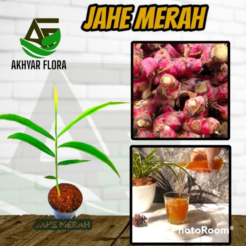 Tanaman Jahe Merah Tanaman Herbal Rimpang Jahe Merah Asli