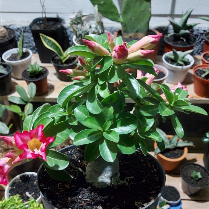 adenium compacta dha