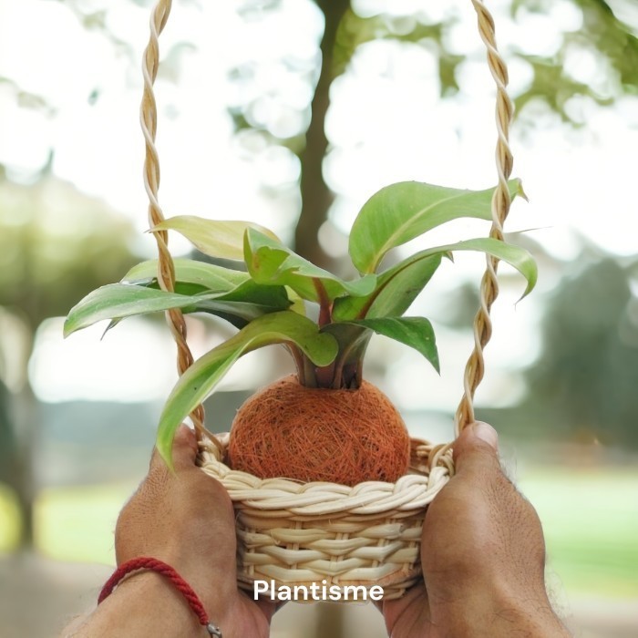 

Botanify - Philodendron Lemon Hampers Gift Kado Kokedama