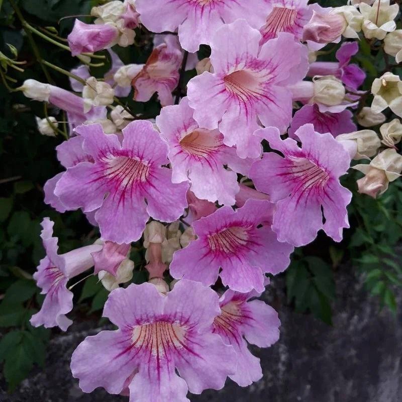 Tanaman Bunga Tecoma Pink Terompet Pink Tinggi 30-40cm Tecomaria Pink