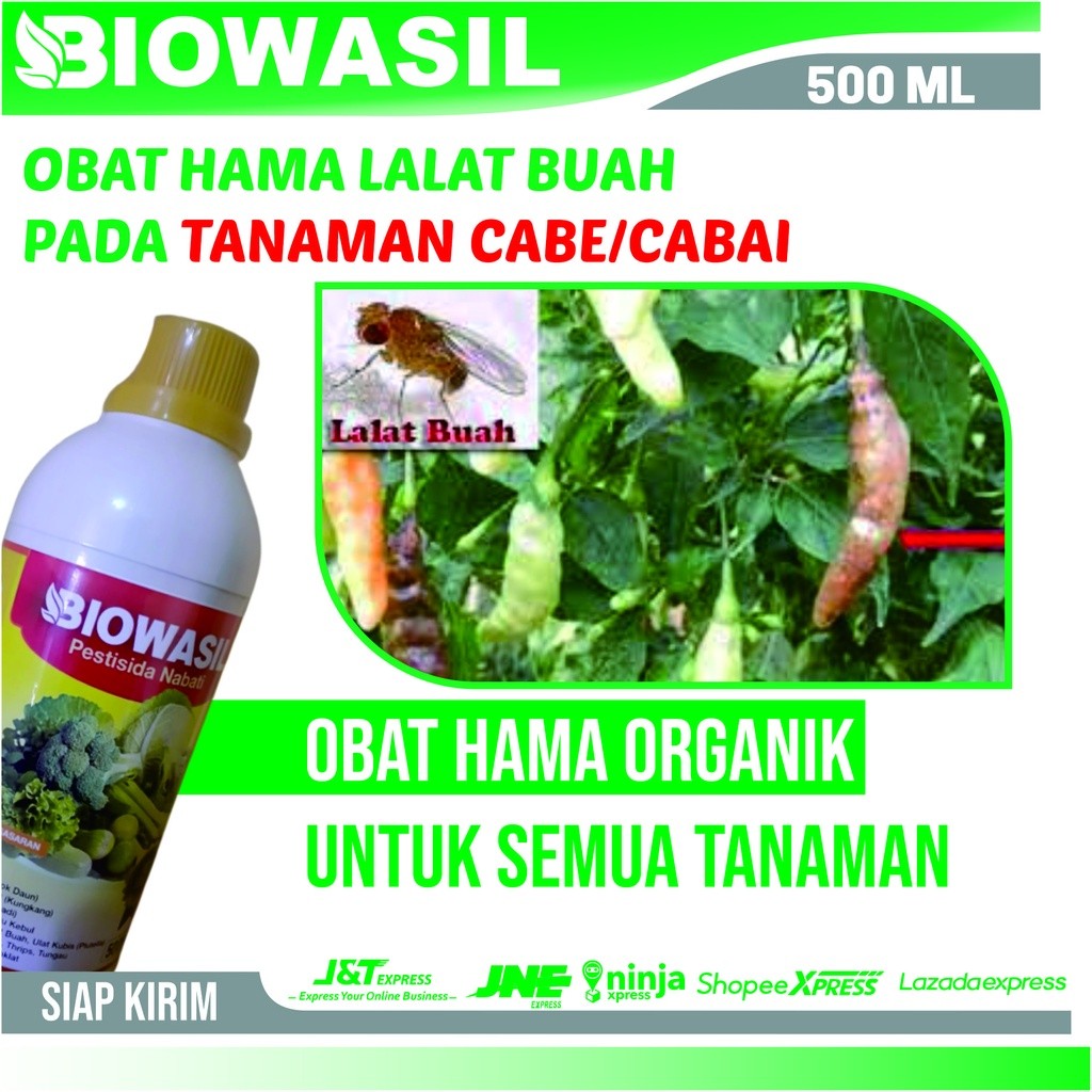 Promo Biowasil Insektisida Hama Lalat Buah Pada Cabe Merah Paling Ampuh - Insektisida Cair Untuk Ham