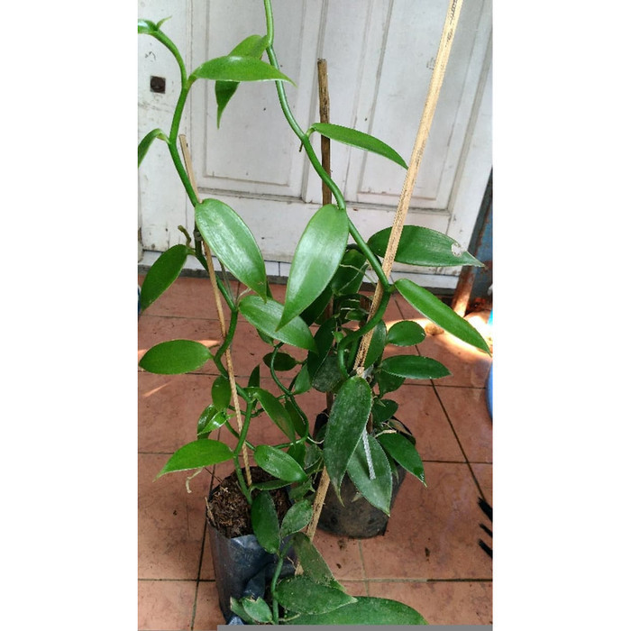 BIBIT TANAMAN VANILI PLANI