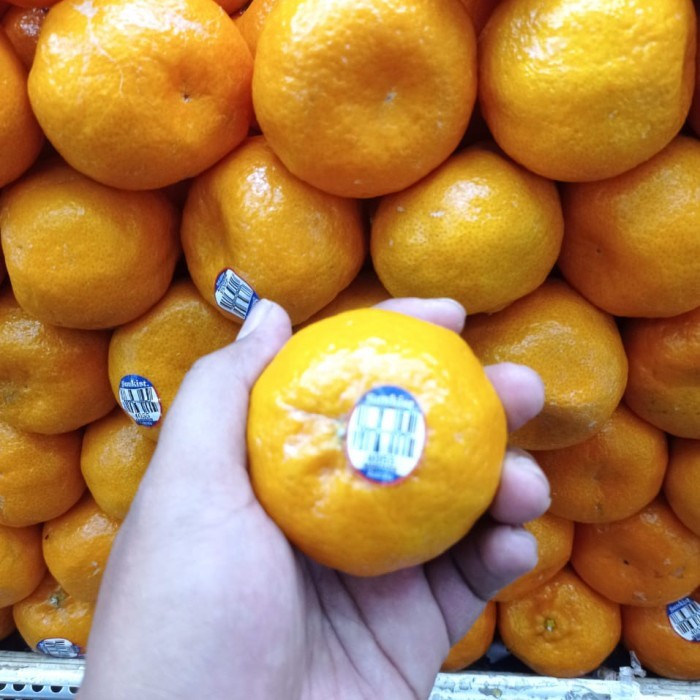 

jeruk imperial seedless autralia | jeruk tampa biji imperial 1 kg