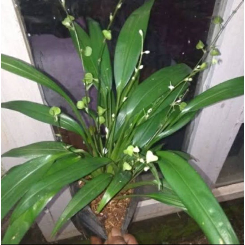 tanaman lili Paris Hema hijau / lili Paris hijau