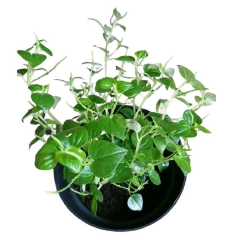 

Termurah DAUN SIRIH CINA FRESH 100 GRAM