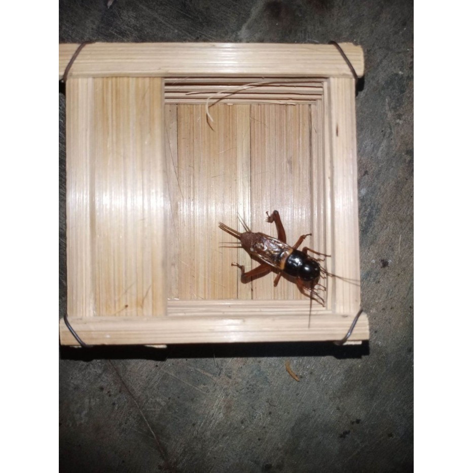 JK JK Jangkrik Aduan Hidup Sudah Sama Kandang / Jangkrik Genggong / Jangkrik Kalung /Jangkrik Sawah 