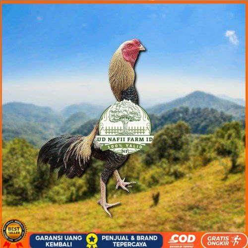 

telur tetas ayam shamo aduan siap di tetaskan UD NAFII FARM ID