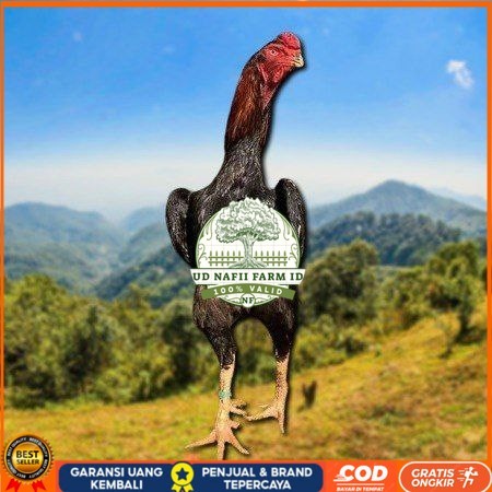 

telur ayam shamo eropa ori petarung bisa untuk di tetaskan UD NAFII FARM ID