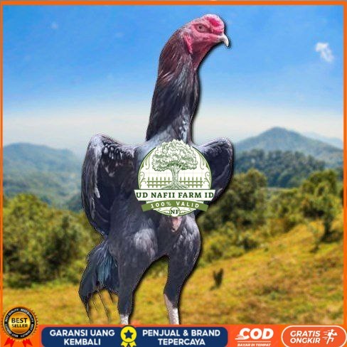 

telur tetas ayam shamo merah UD NAFII FARM ID