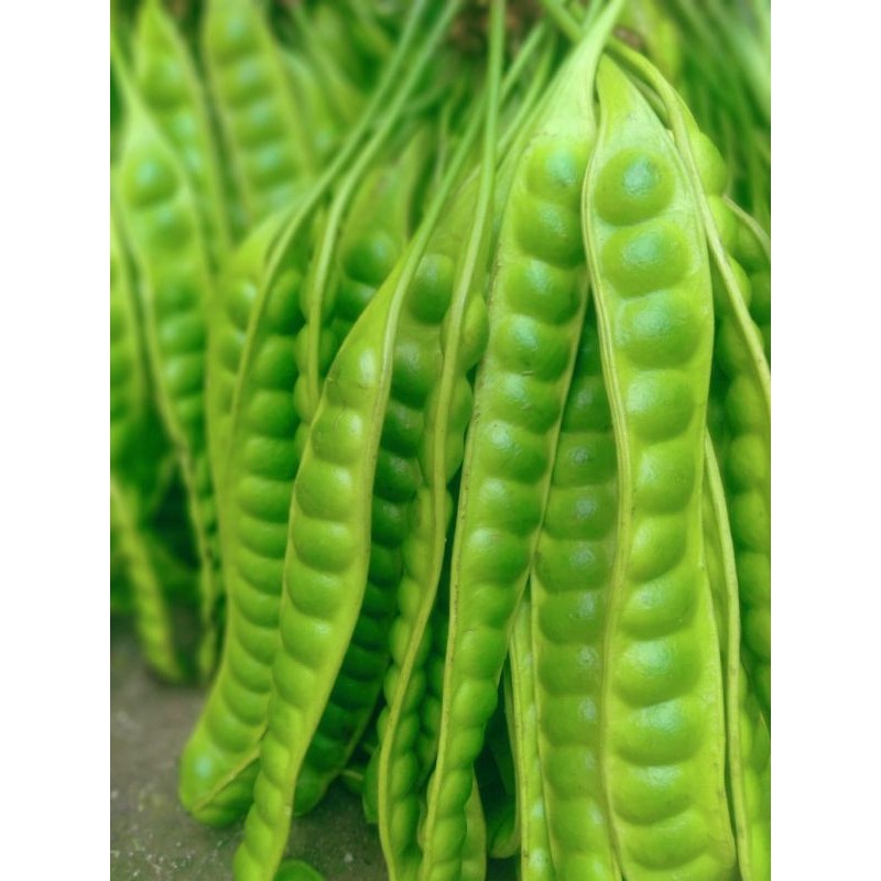 

TELARIS PETE/PETAI TUA FRESH ISI 40 PAPAN LONJOR BARU PETIK