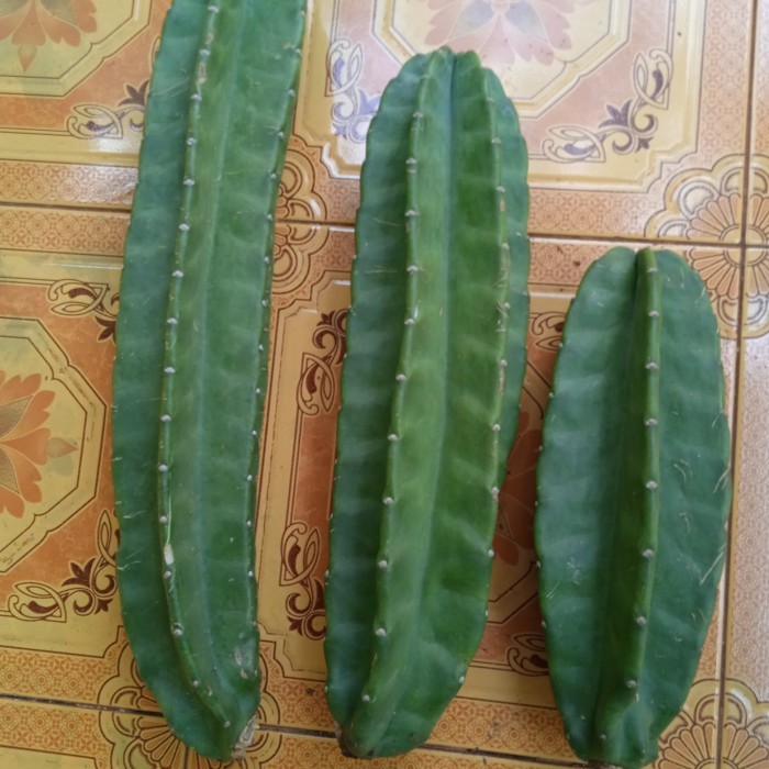 

LARIS -tanaman hias kaktus koboi belimbing.50cm.35cm.25cm