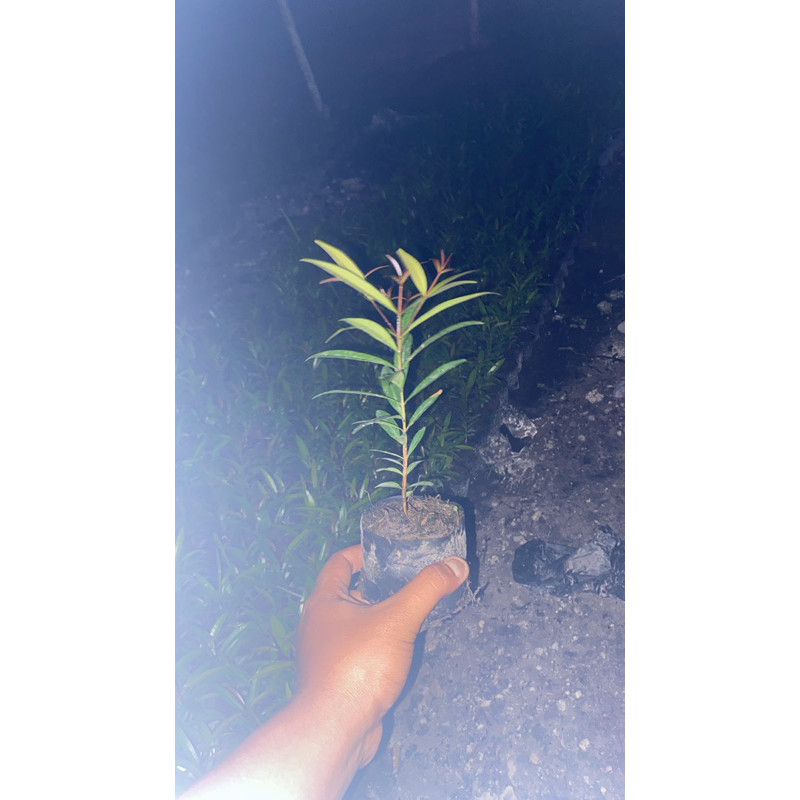 paket pucuk merah kecil isi 10