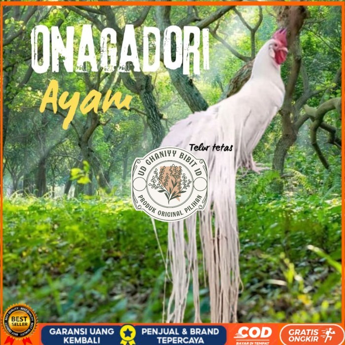 

telur ayam ekor panjang / ayam hias onagadori original berkualitas UD GHANIYY BIBIT ID