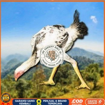 

telur tetas ayam shamo tarung spesial kontrol UD GHANIYY BIBIT ID