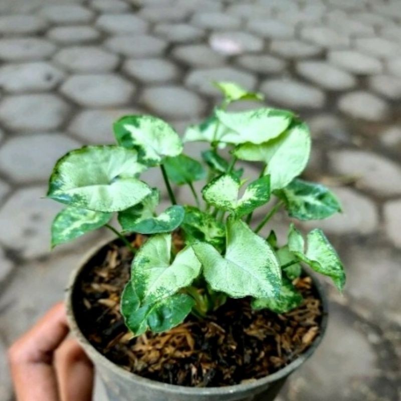 keladi mini liliput