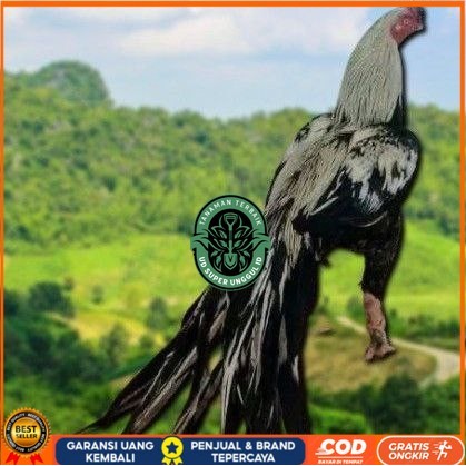 

telur Ayam Bangkok Clasik ekor lidi Fertil terlaris UD_SUPER_UNGGUL_ID