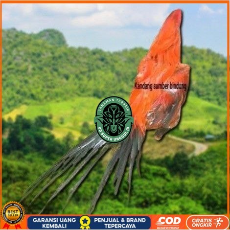 

(TELUR) Bangkok Clasik ekor lidi telur fertill UD_SUPER_UNGGUL_ID