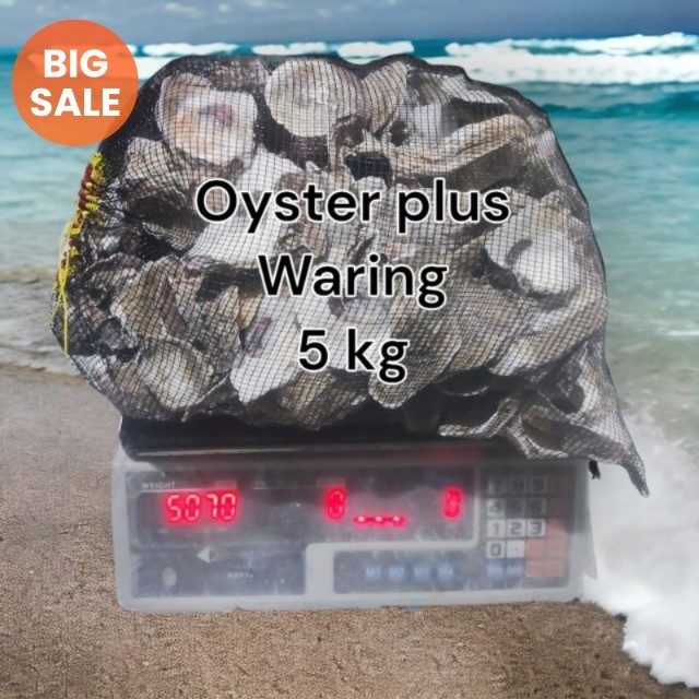 Oyster 5 kg plus waring / oyster 5kg / oyster / media filter / kerang oyster / media filter koi / fi
