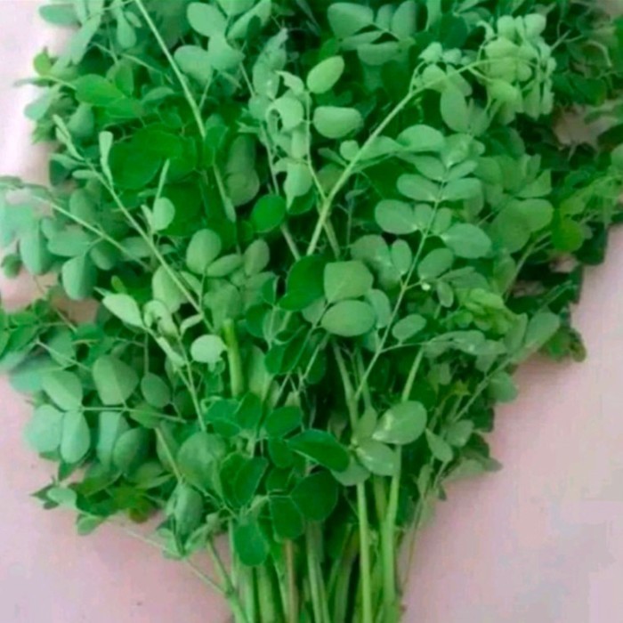 

Ready stok Daun kelor segar 500gram fresh