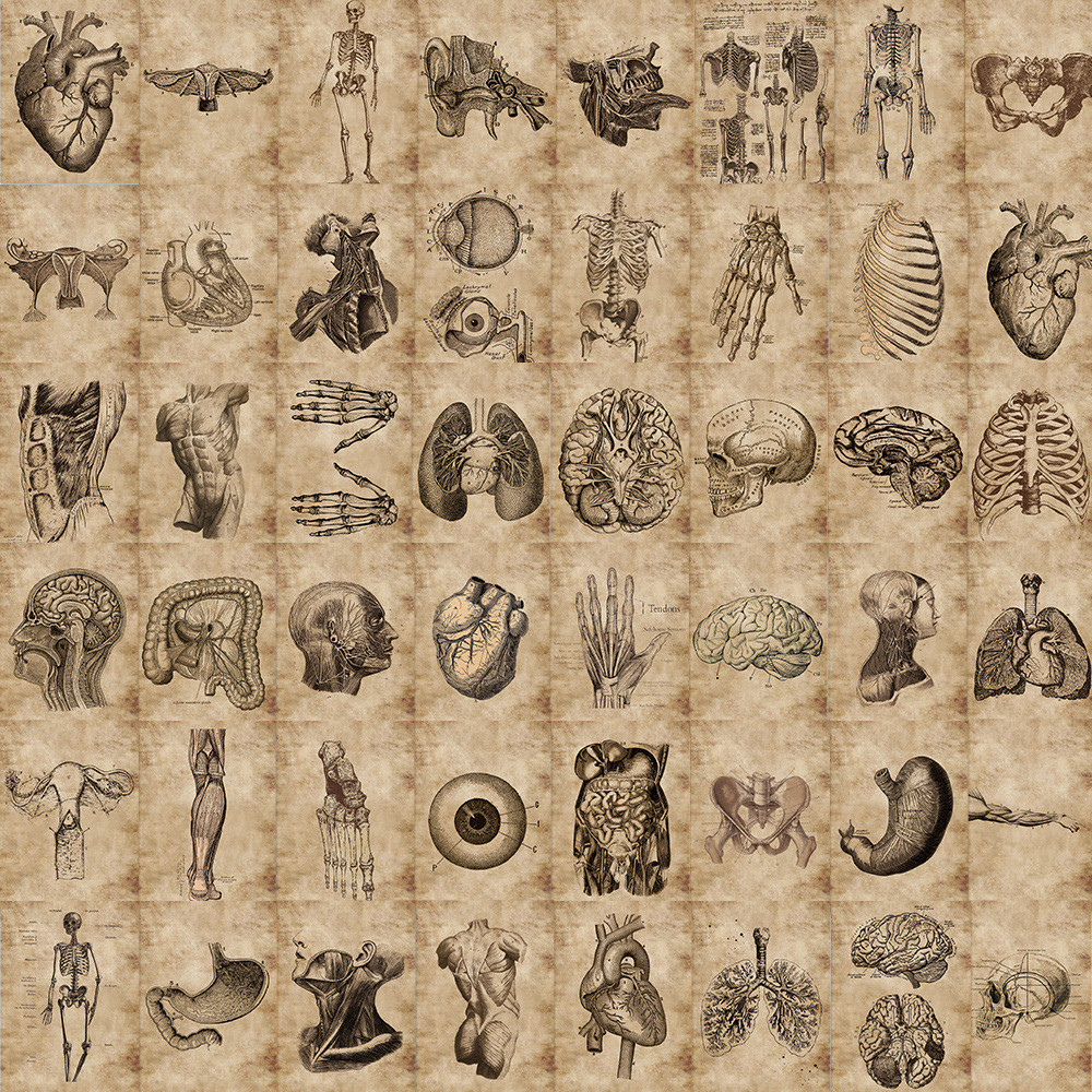 

10/26/56pcs Anatomy Physiology Human Skeleton Horror Stickers Body Structure Decals Waterproof for Guitar Luggage Laptop Pad