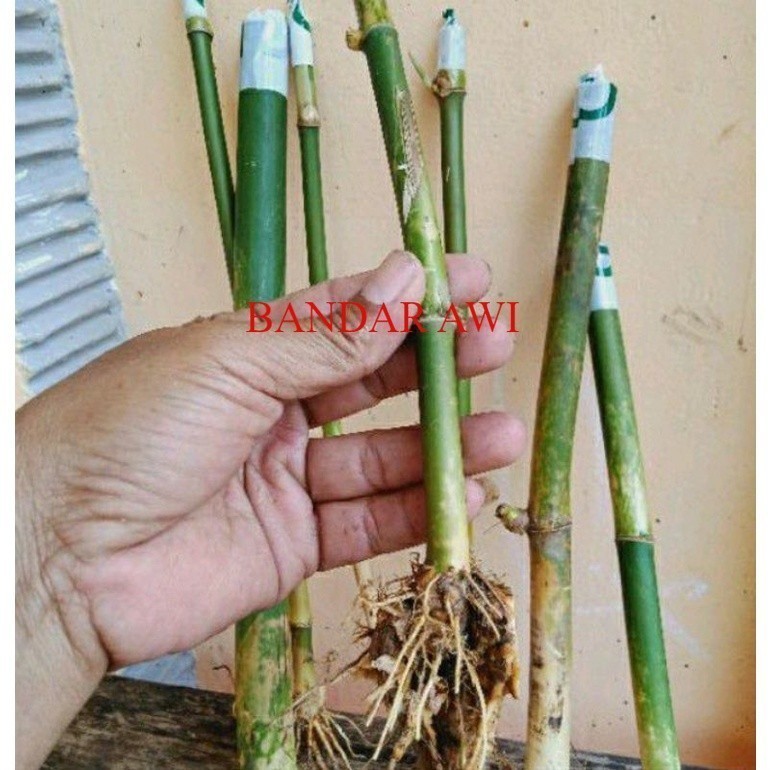 bambu jepang, Bambu hias mini . ,