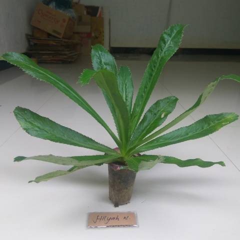 Tanaman obat herbal Culantro - ketumbar panjang - daun walang sangit