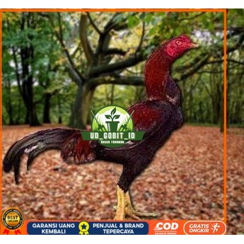 

Telur Ayam Pakhoy Full Brakot Ori Siap Di Tetaskan Jaminan Super Oiginal Bergaransi UD_GOBIT_ID