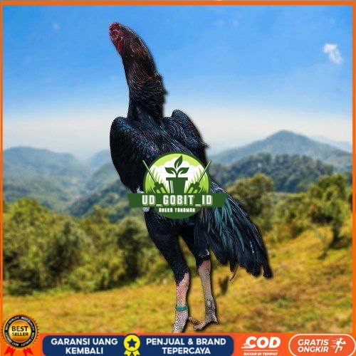 

SHAMO JEPANG TELUR FERTIL FRESH UD_GOBIT_ID