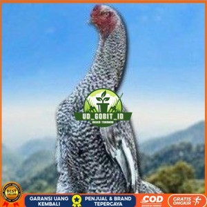 

telur tetas ayam shamo hias UD_GOBIT_ID