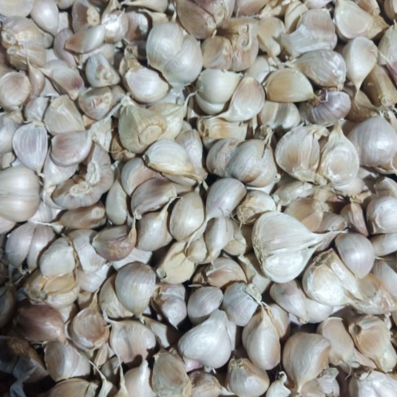 

Bawang putih kating 100gr bawang putih kating