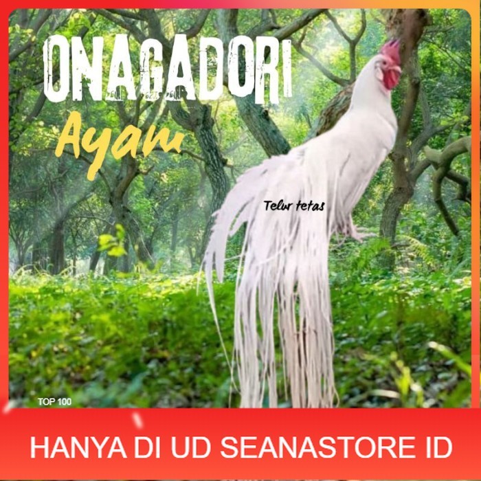 

telur ayam ekor panjang / ayam hias onagadori original berkualitas UD SEANASTORE ID