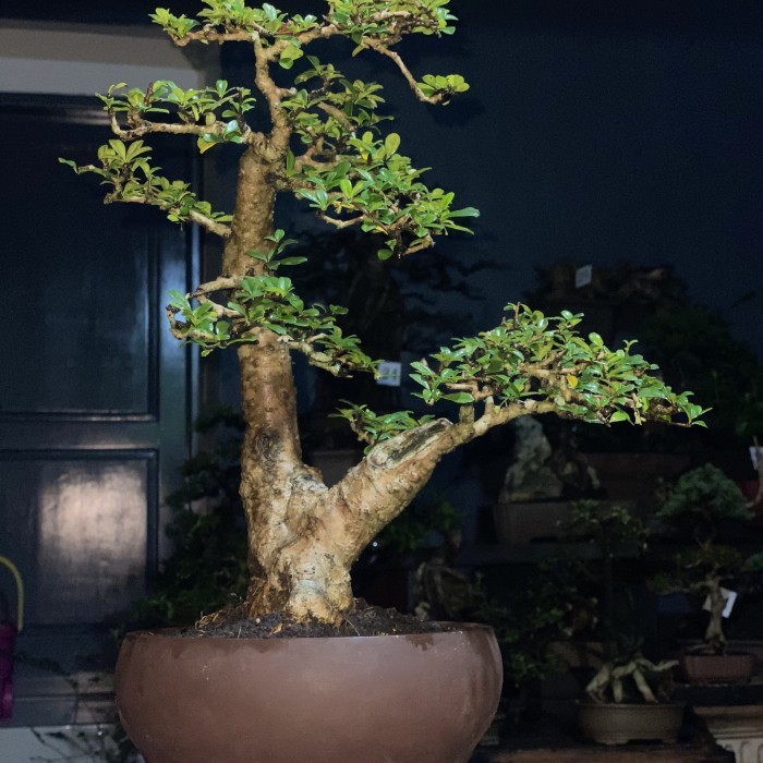 Hokiantea medium siap pajang siap kontes,sudah lepas kawat