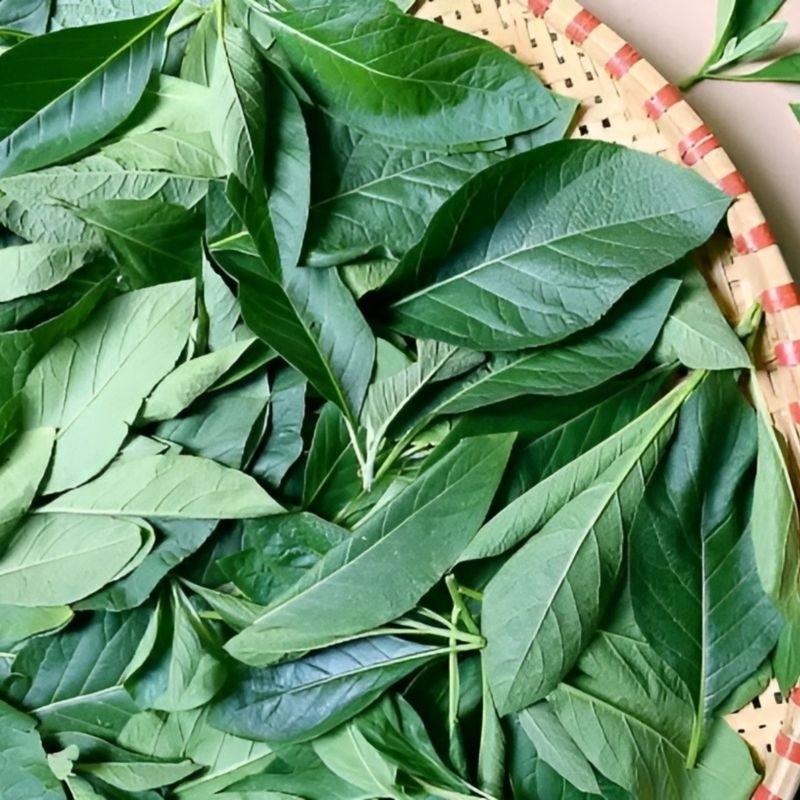 

SAHABTANI daun afrika,daun sambung nyawa segar 500 gram
