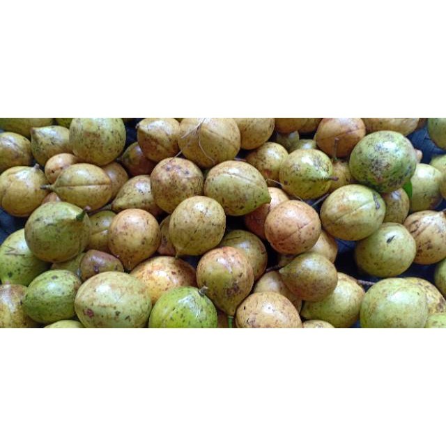 

Gelaskosong11 buah pala segar 500 gram