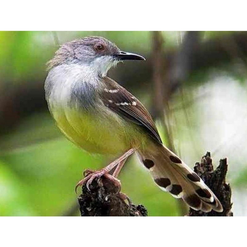 CIBLEK SEMI /CISEM BAHAN JANTAN  ( BANYUWANGI )