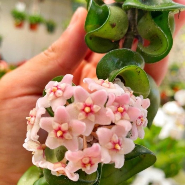Hoya Compacta - Tanaman hias pot gantung Hoya Compacta
