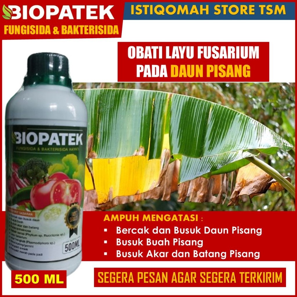 LAYU FUSARIUM DAUN PISANG Bukan Lagi Masalah dengan BIOPATEK 500ml - Pupuk Semprot Mengatasi LAYU FU