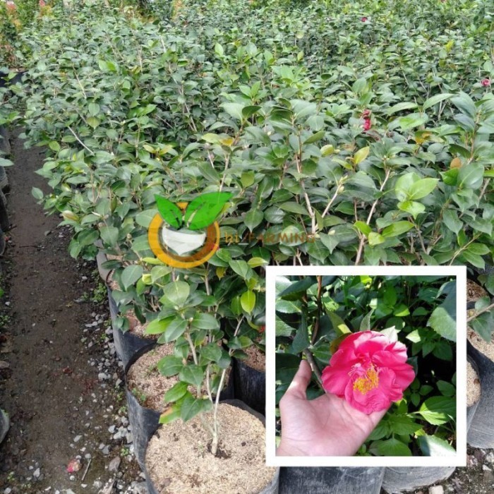 BIBIT TANAMAN BUNGA CAMELIA MERAH BENANGSARI BUNGA CAMELIA