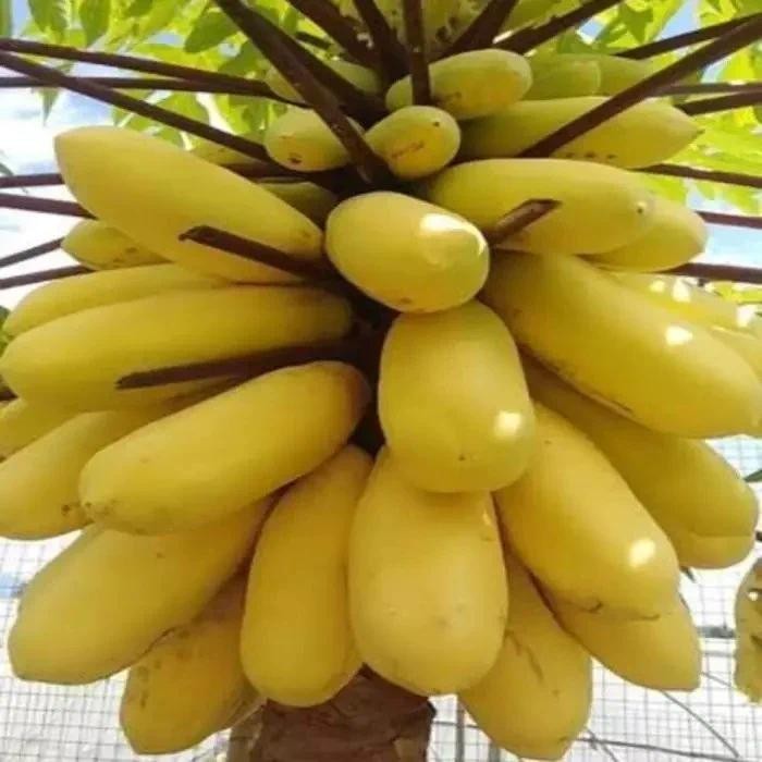 [Free gift]promo isi 30  butir benih pepaya golden/ pepaya kuning