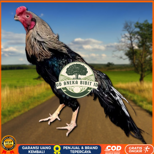 

telur ayam hias assel parrot untuk di tetaskan UD ANEKA BIBIT ID