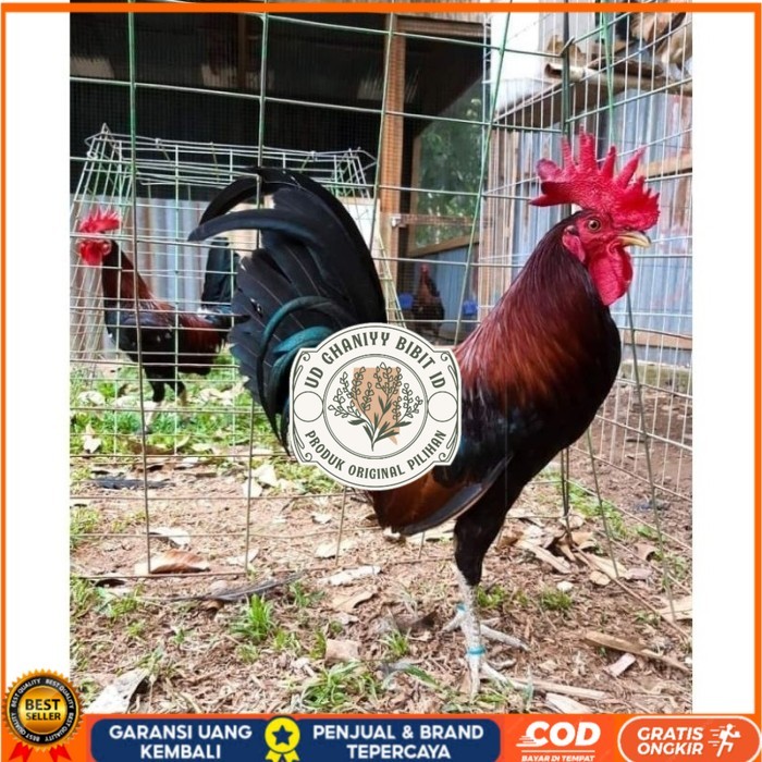 

Telur Ayam Fhilipin Hanya Untuk Ditetaskan original berkualitas UD GHANIYY BIBIT ID