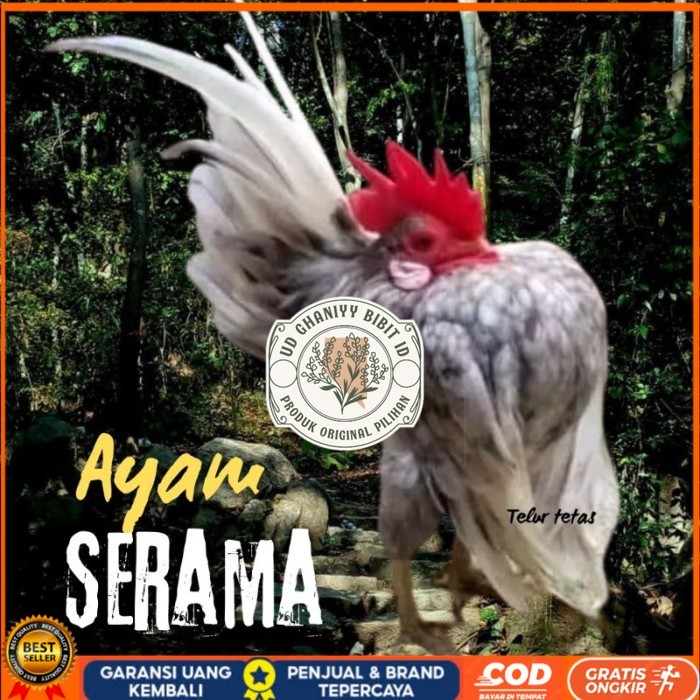 

telur ayam Serama kontes asli pendek bisa di tetaskan original berkualitas UD GHANIYY BIBIT ID