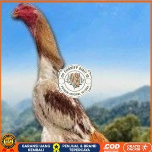 

TELUR SHAMO ORI JAPAN (TERLARIS) UD GHANIYY BIBIT ID