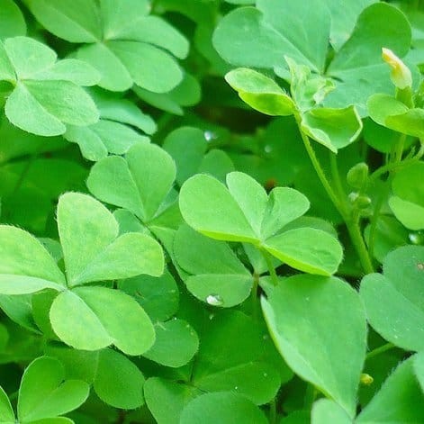 

daun semanggi- obat inpeksi saluran kencing dan anemia