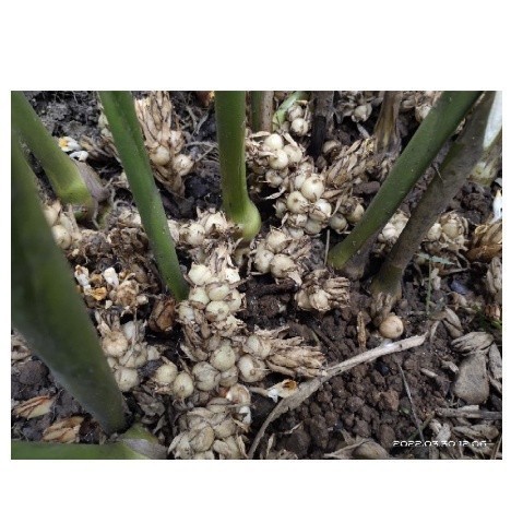 BIBIT KAPOL ,KAPULAGA UNGGUL LOKAL bibit kapulaga lokal putih super unggulan