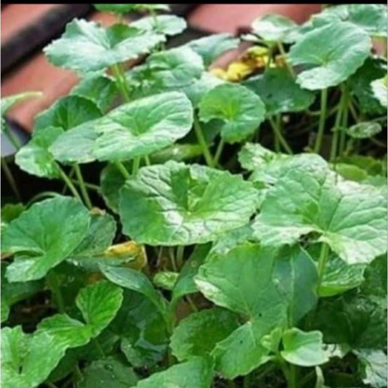 

DAUN pegagan segar per-350gr