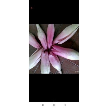 

bunga kecombrang 500gram